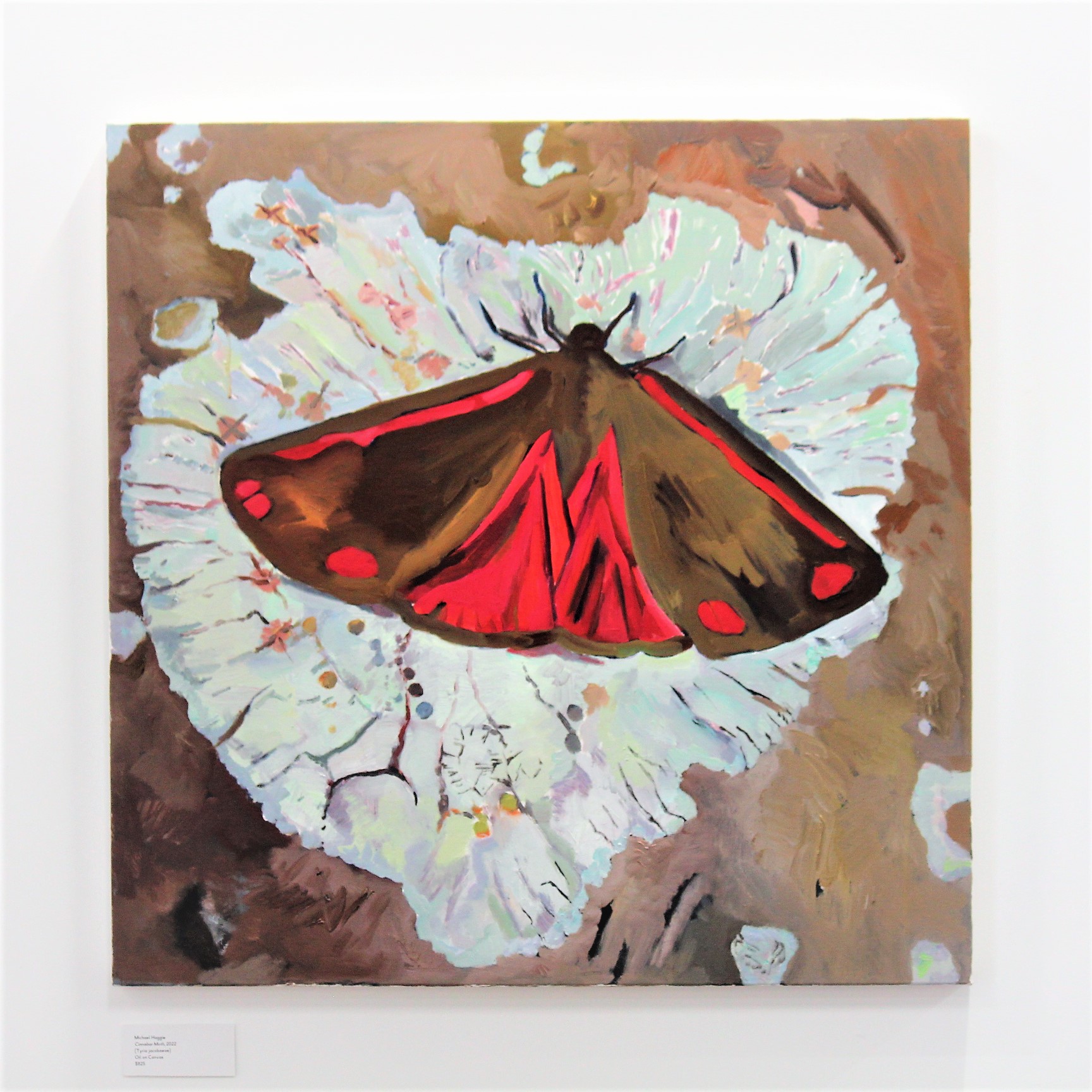 Cinnabar Moth (Tyria jacobaeae) - Space Studio & Gallery